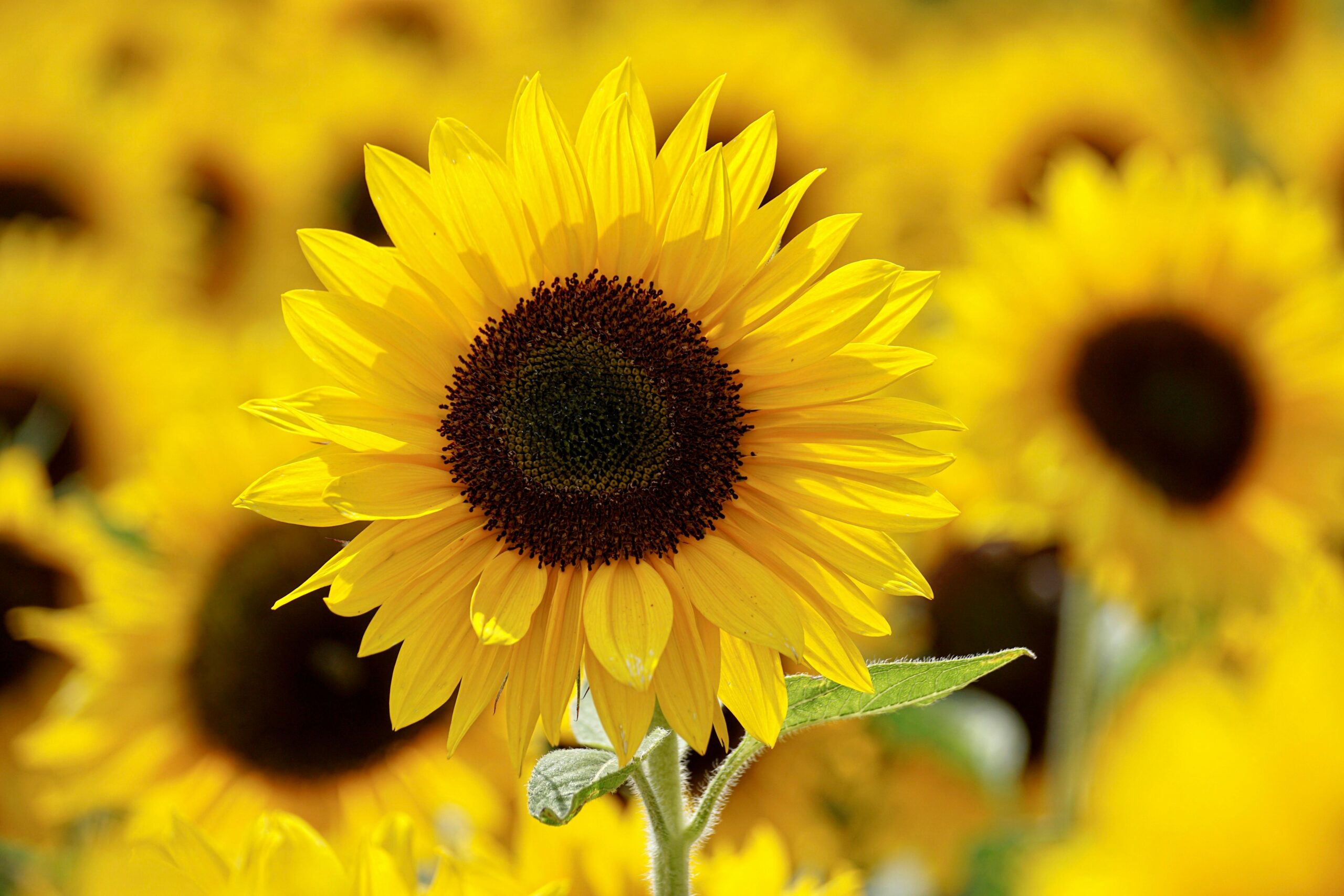 Sonnenblume